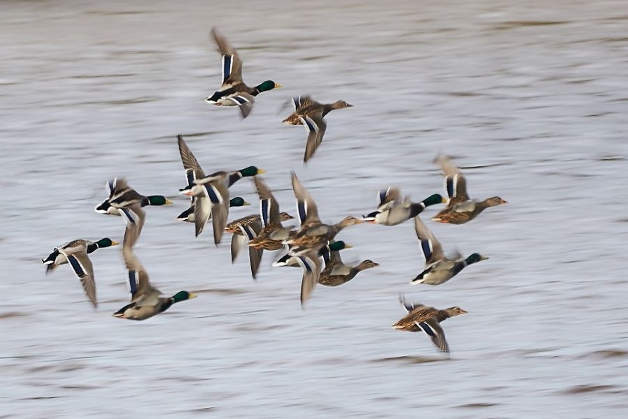 İngiltere'de Kuş Gribi (Avian Influenza) Son Durum