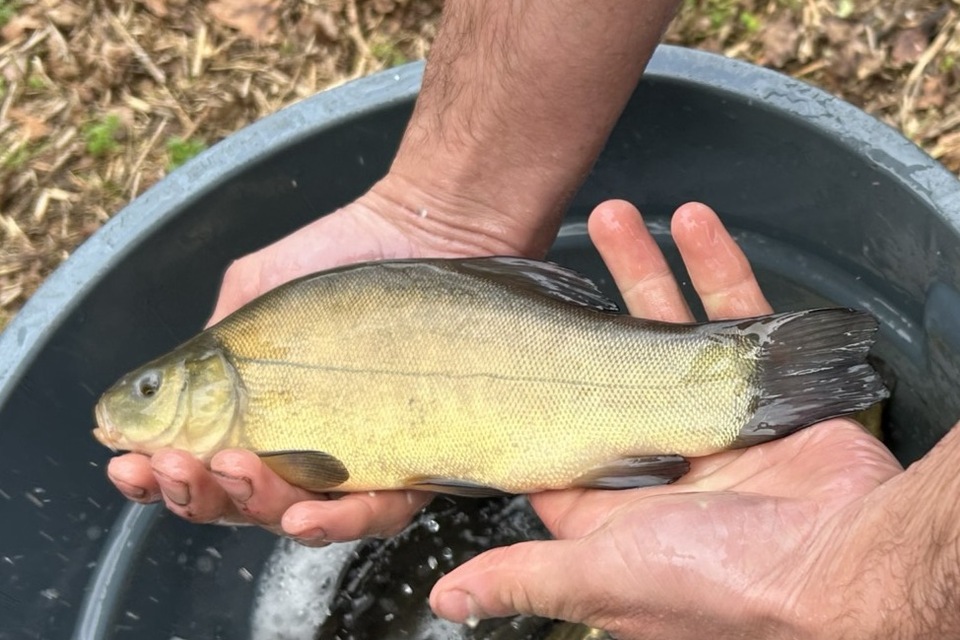 Çevre Ajansı Batı Ülkesi Sularına Taze Balık Ekledi