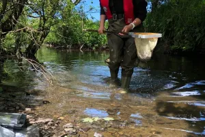Cornwall'da Çiftçiye 3.765 Sterlin Ceza: Gübre Sızıntısı Binlerce Balığı Öldürdü