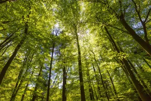 İngiltere'de Üçüncü Ulusal Orman: Doğayı Topluluklara Yaklaştıracak Dev Proje